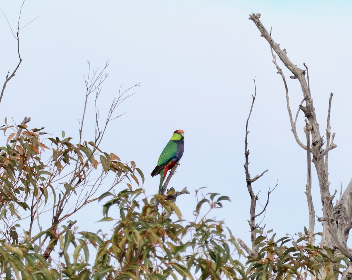 Red-capped Parrot - ML644129949