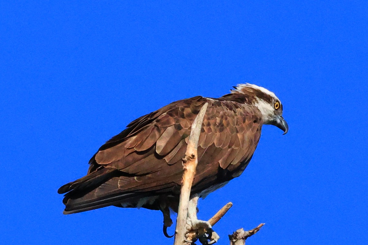 Balbuzard pêcheur - ML644129952