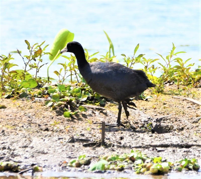 Gallinule d'Amérique - ML644129954
