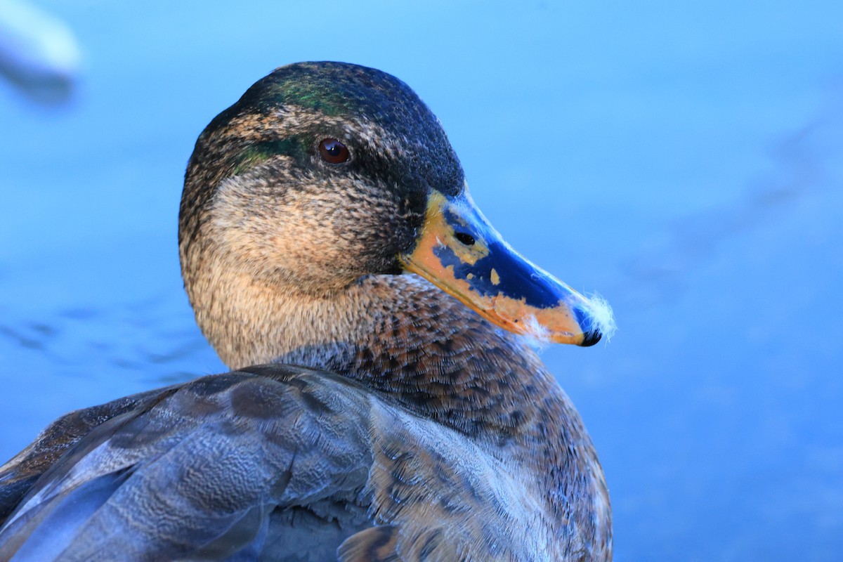 Canard colvert - ML644129956