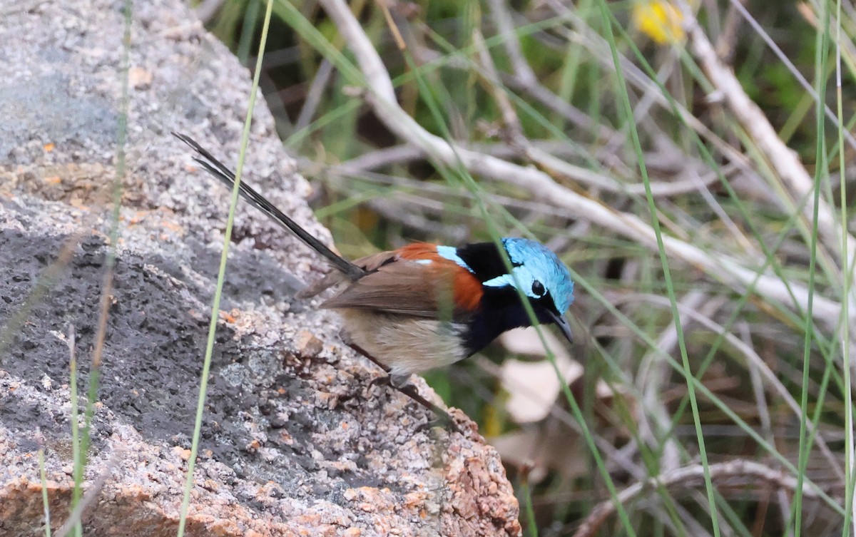 Red-winged Fairywren - ML644129957