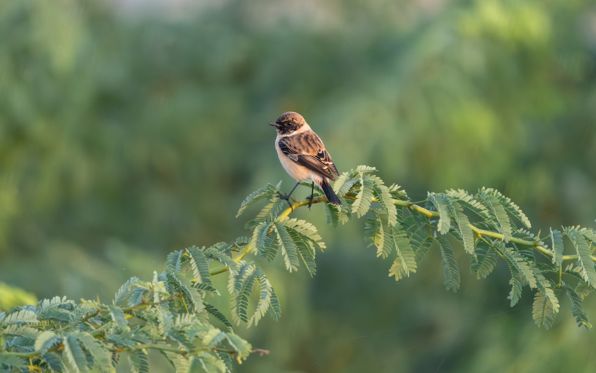 Siberian Stonechat - ML644129963