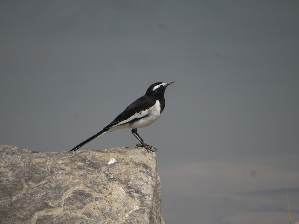 White-browed Wagtail - ML644129966