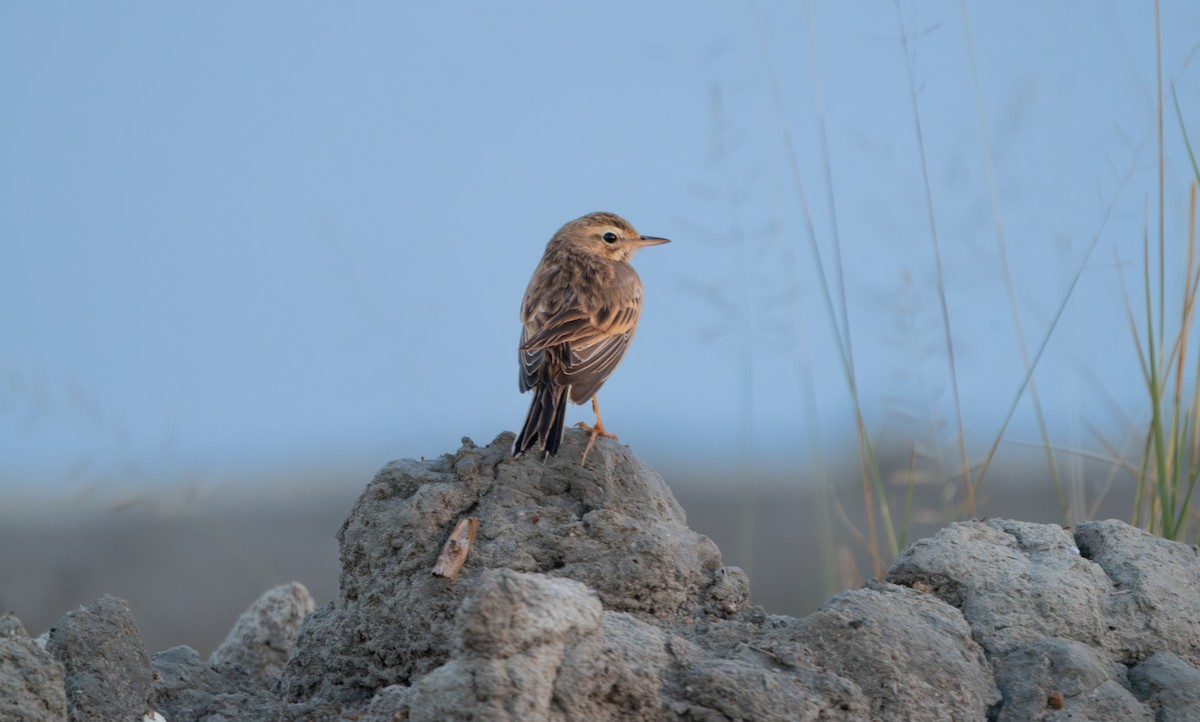 Siberian Stonechat - ML644129971