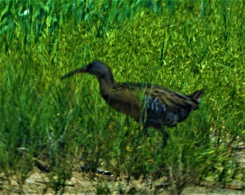 King Rail - ML644129979