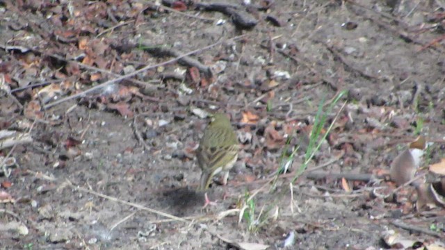 Olive-backed Pipit - ML644129985
