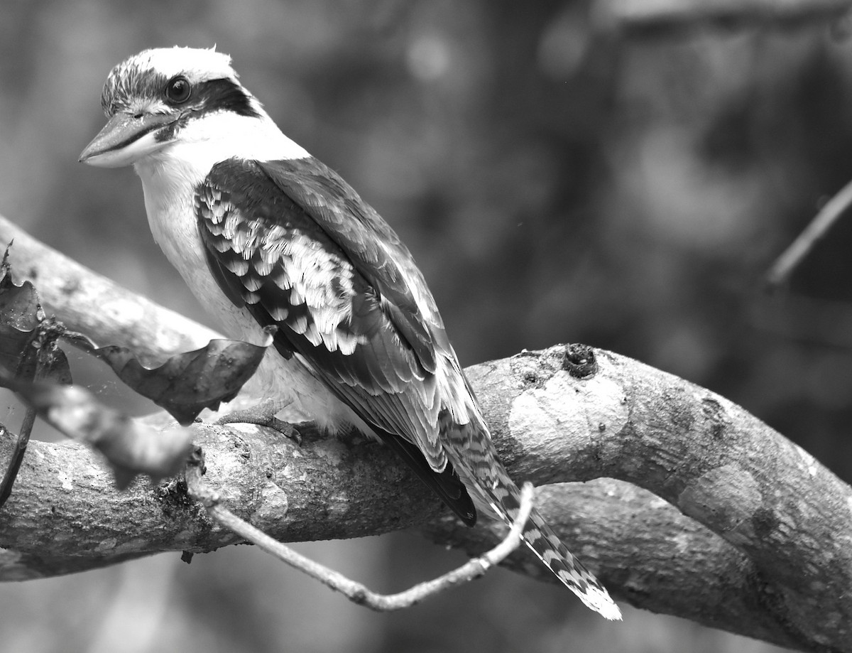 Laughing Kookaburra - ML644129989