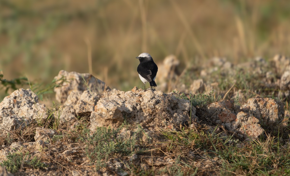 Variable Wheatear - ML644129993
