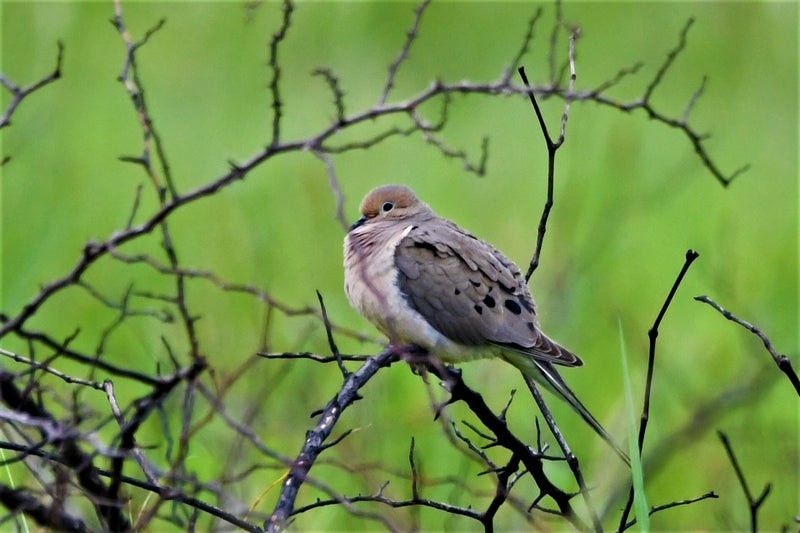 Mourning Dove - ML644129998