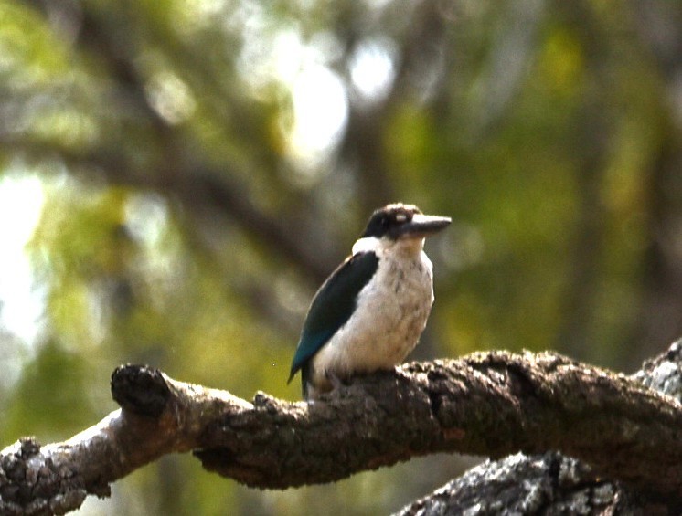 Torresian Kingfisher - ML644130002