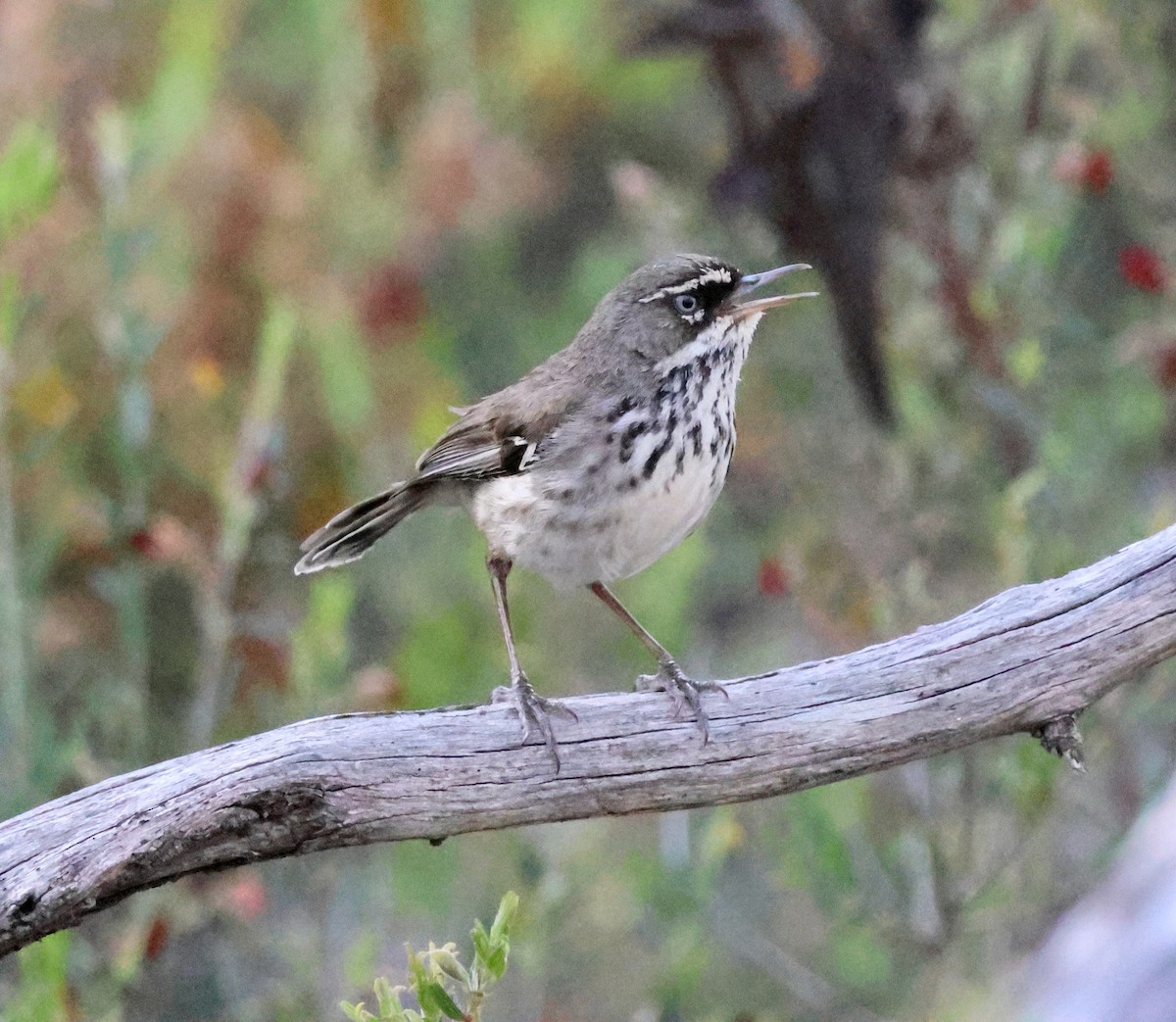 Spotted Scrubwren - ML644130005