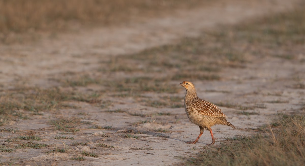 Gray Francolin - ML644130012