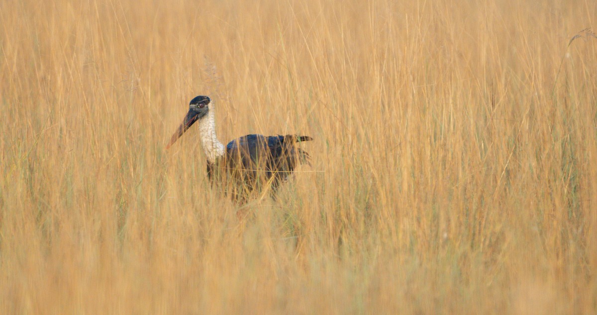 Asian Woolly-necked Stork - ML644130028
