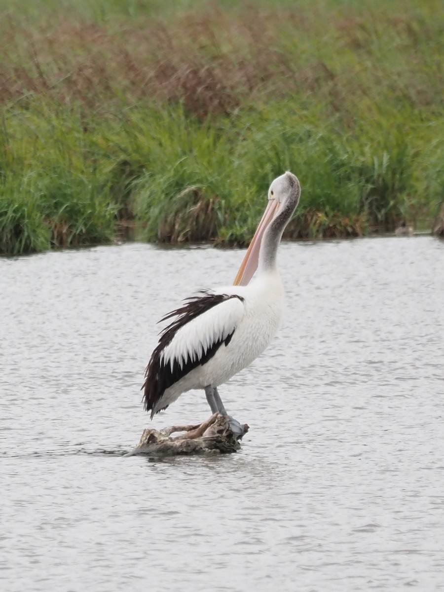 Australian Pelican - ML644130036
