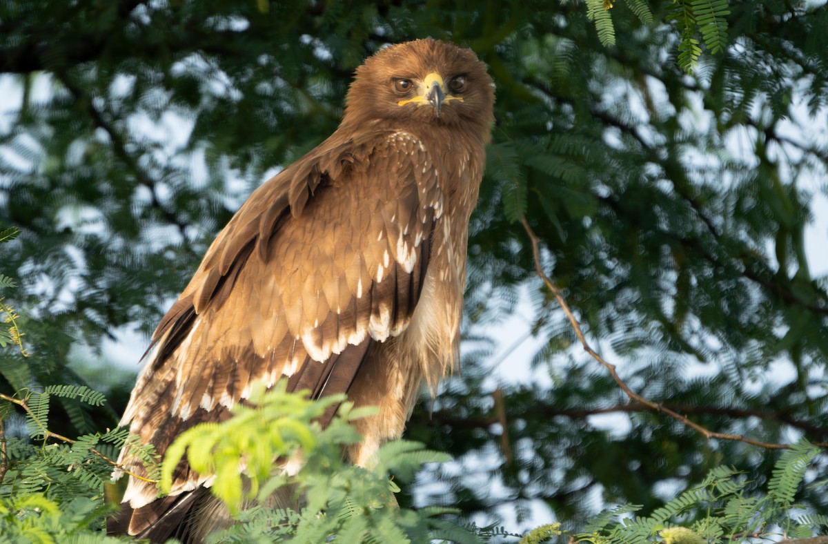 Indian Spotted Eagle - ML644130042