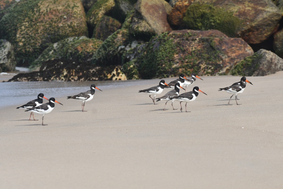 Eurasian Oystercatcher - ML644130069