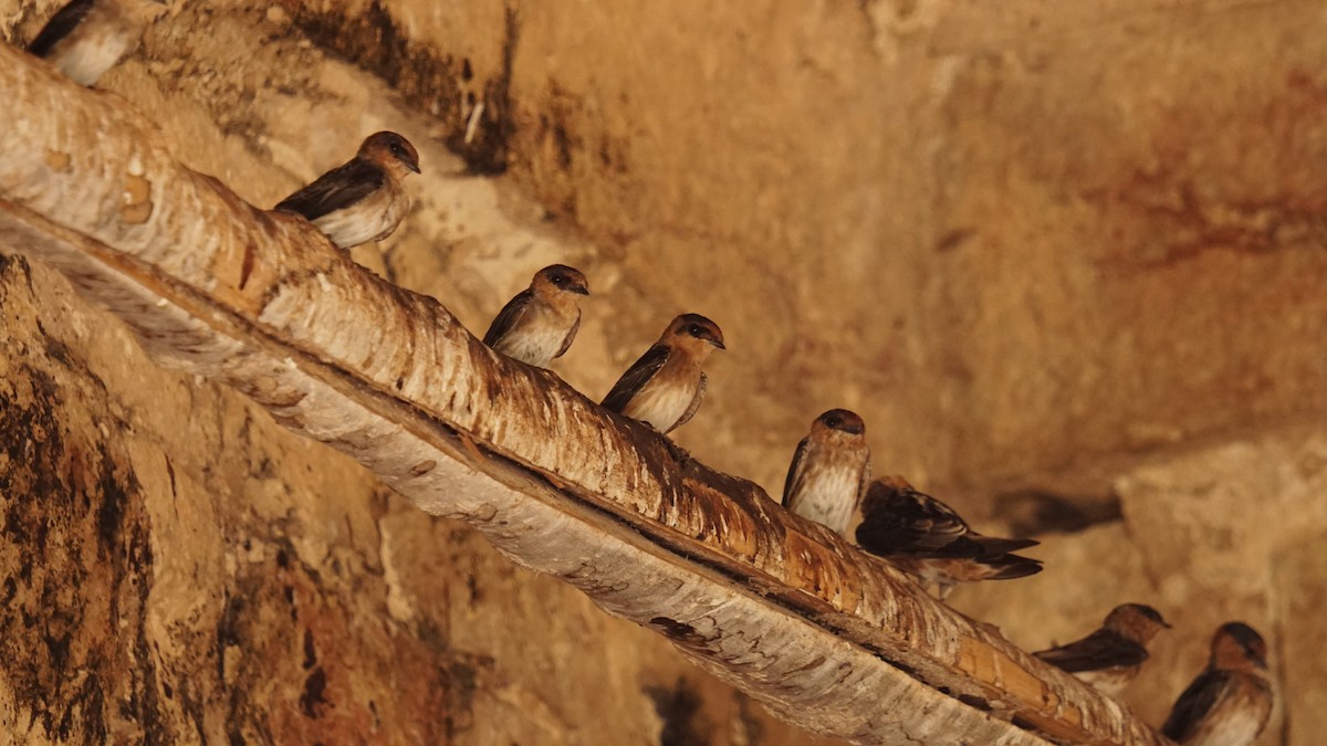 Cave Swallow - ML644130070