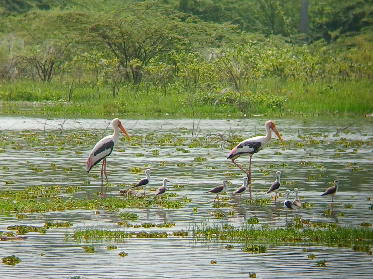 Black-winged Stilt - ML644130073