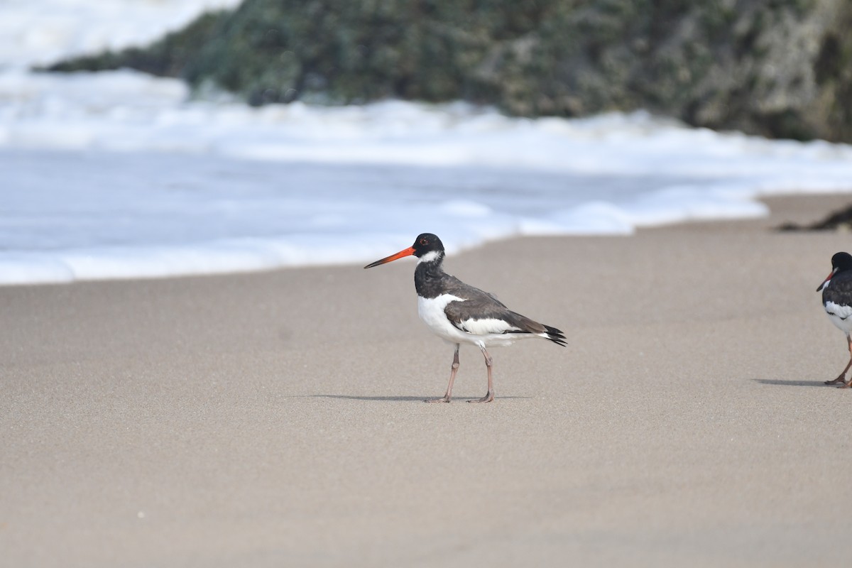 Eurasian Oystercatcher - ML644130075
