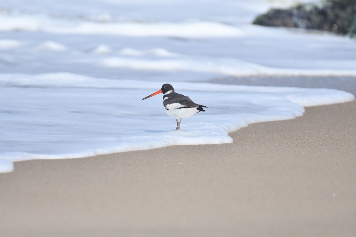 Eurasian Oystercatcher - ML644130076