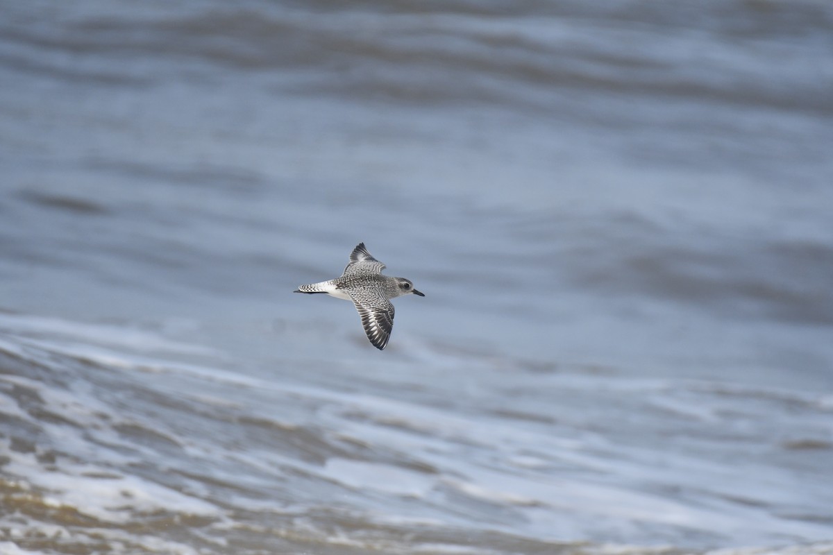 Black-bellied Plover - ML644130079