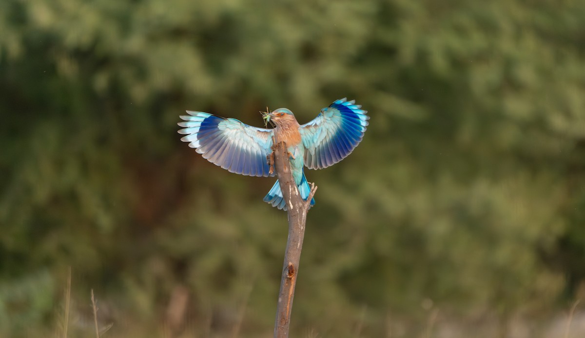 Indian Roller - ML644130080