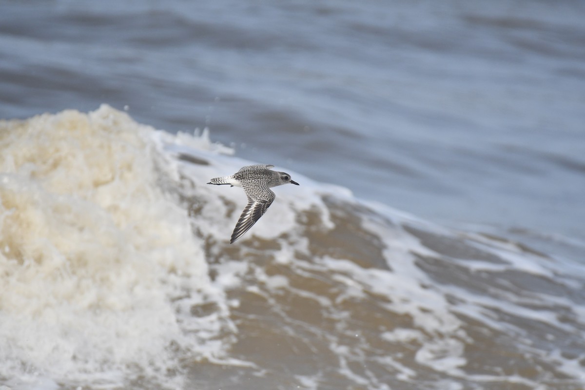 Black-bellied Plover - ML644130081