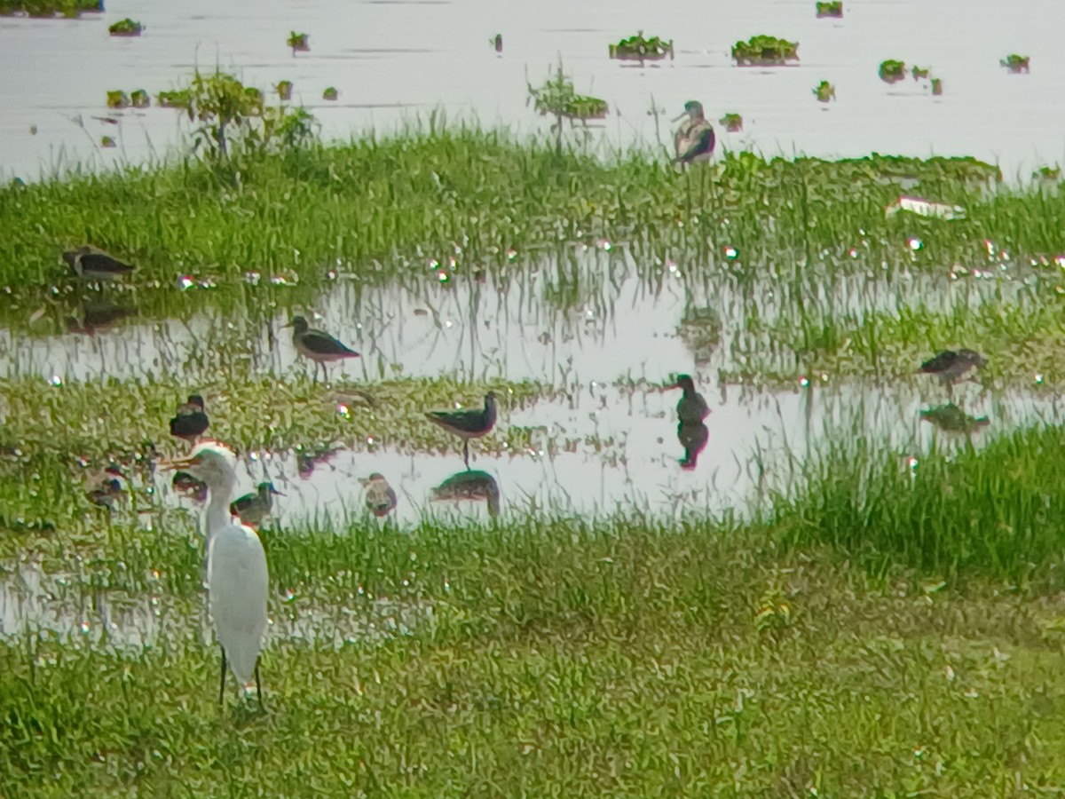 Wood Sandpiper - ML644130085