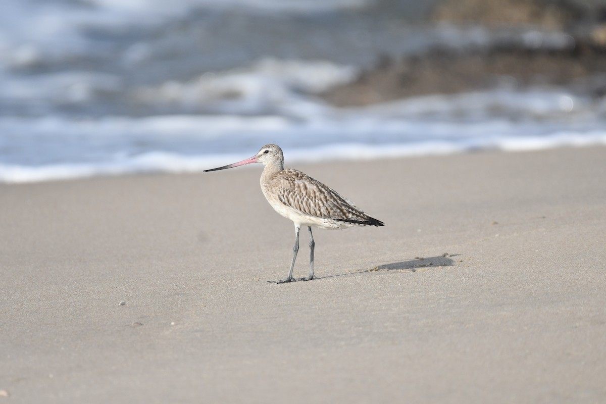 Bar-tailed Godwit - ML644130087