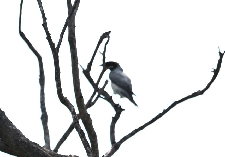 Black-faced Cuckooshrike - ML644130089