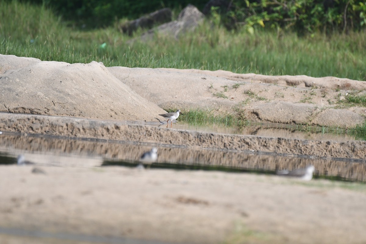 Common Redshank - ML644130090