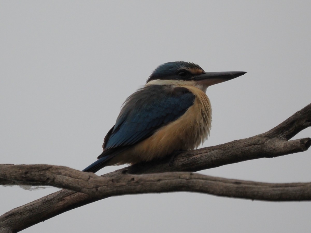 Sacred Kingfisher - ML644130092