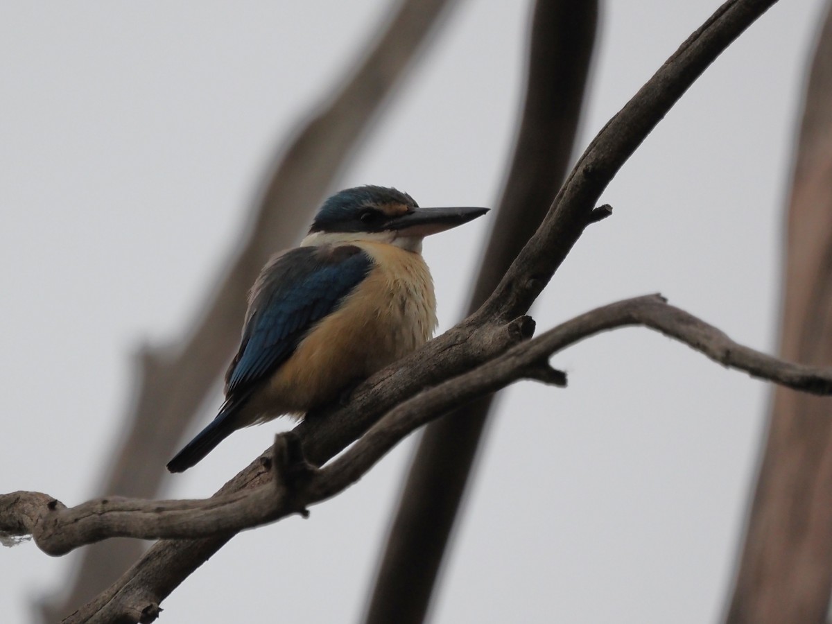 Sacred Kingfisher - ML644130093