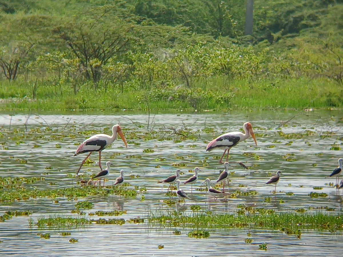 Painted Stork - ML644130098