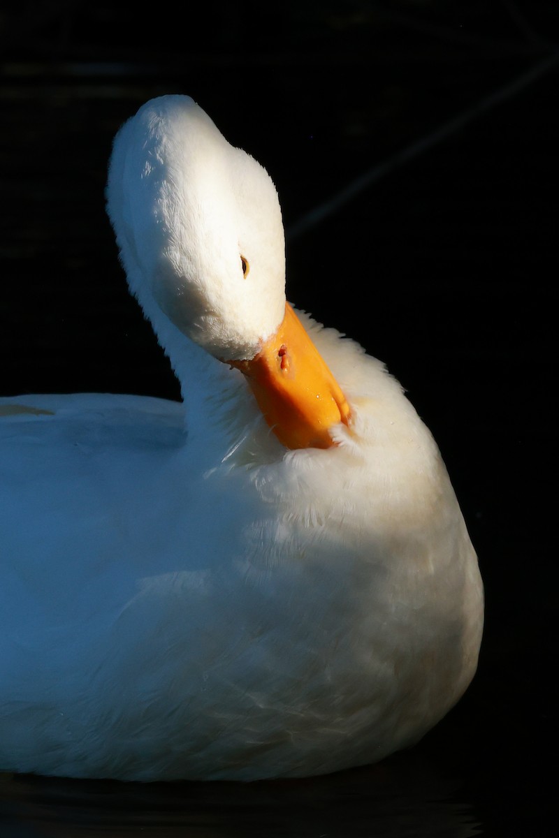 Canard colvert (forme domestique) - ML644130099