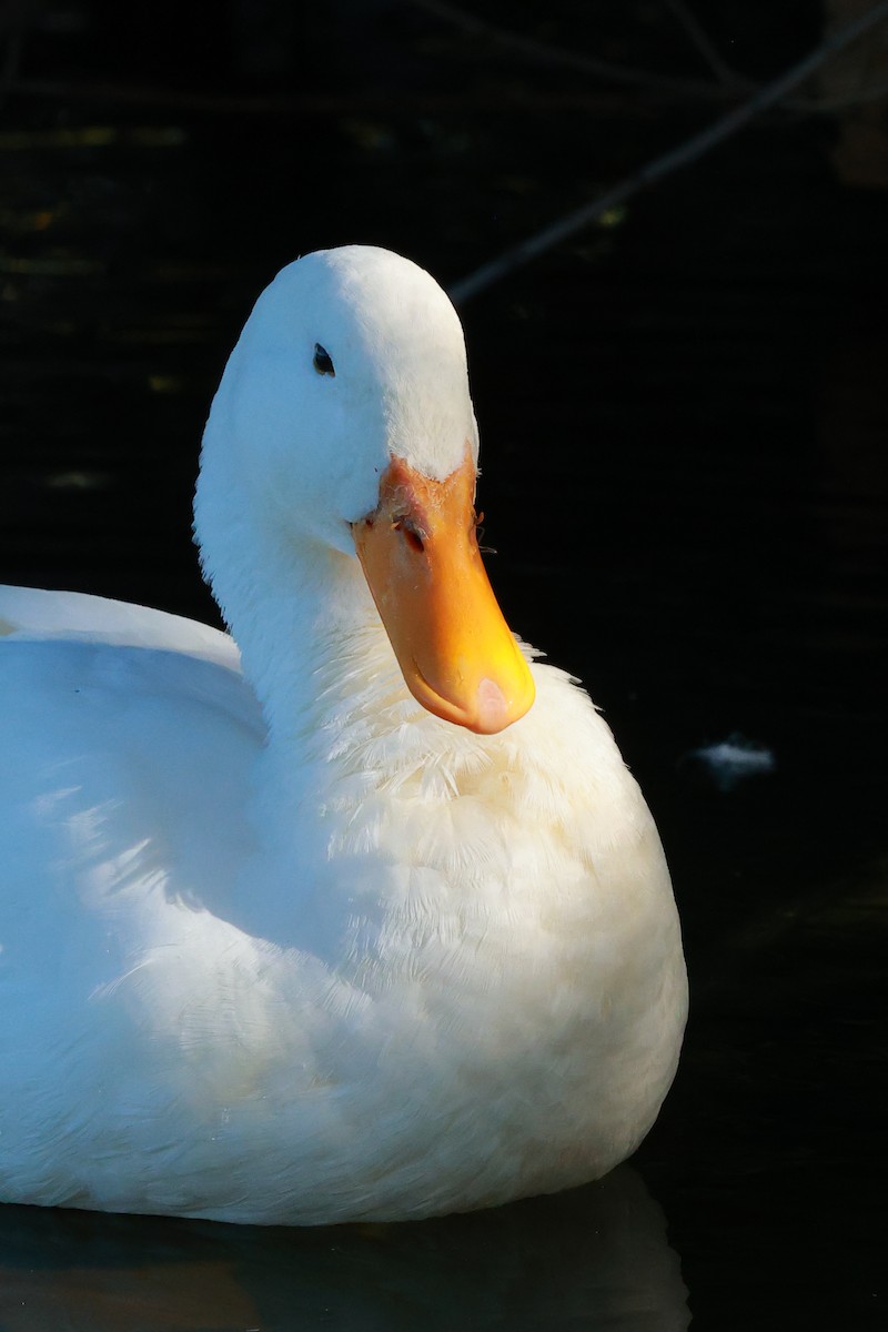 Canard colvert (forme domestique) - ML644130100