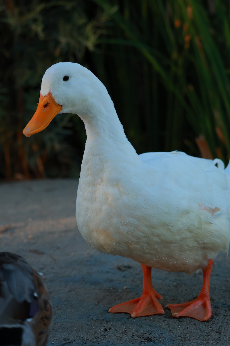 Canard colvert (forme domestique) - ML644130101