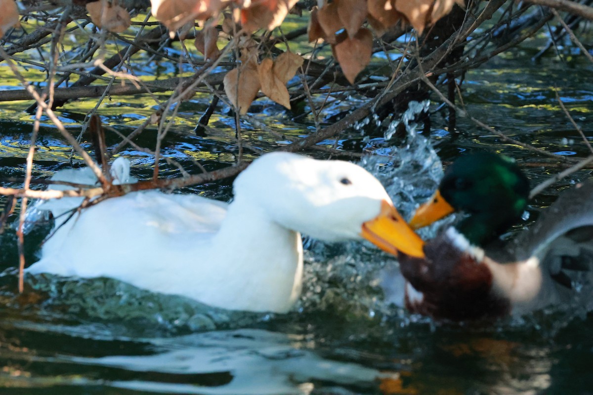 Canard colvert (forme domestique) - ML644130102