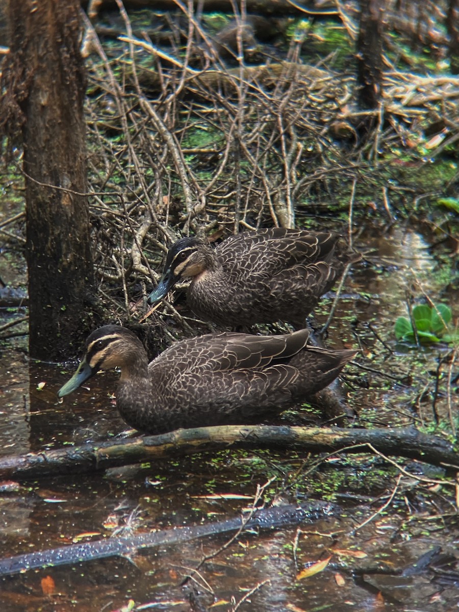 Pacific Black Duck - ML644130104