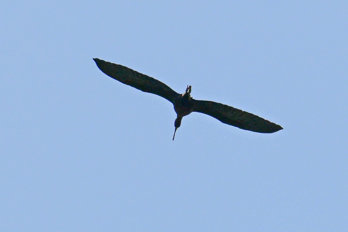 White-faced Ibis - ML644130105