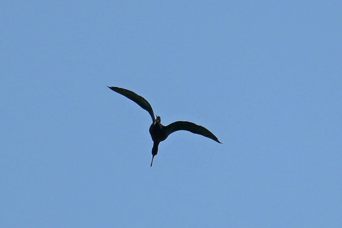 White-faced Ibis - ML644130106