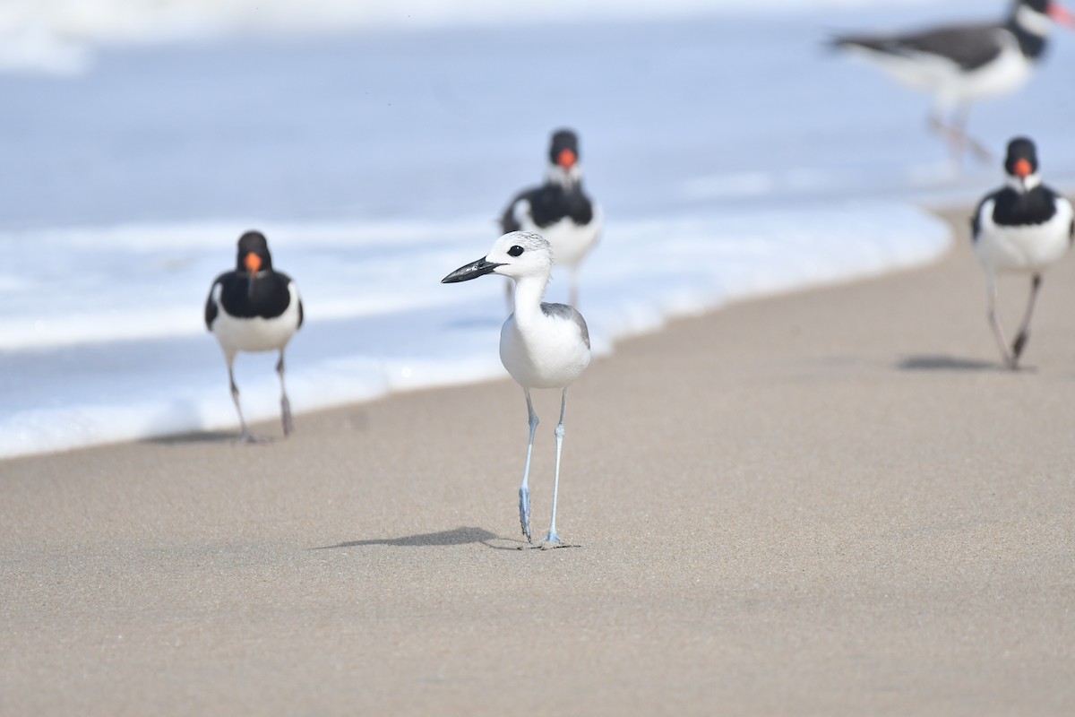 Crab-Plover - ML644130107