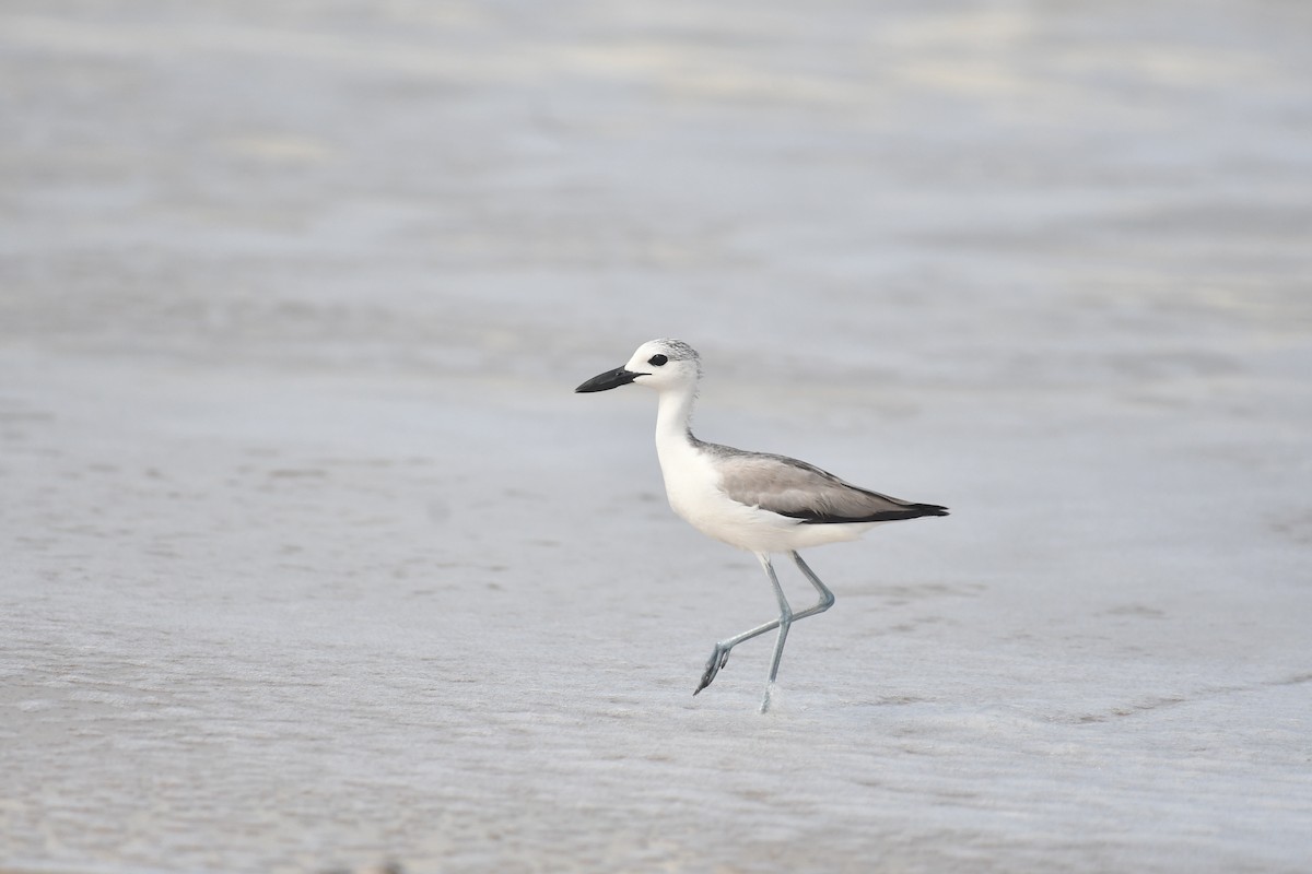 Crab-Plover - ML644130110