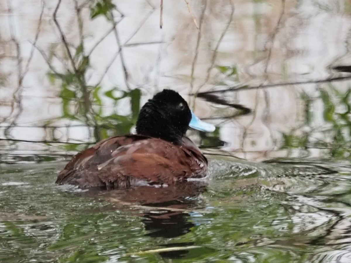 Blue-billed Duck - ML644130111