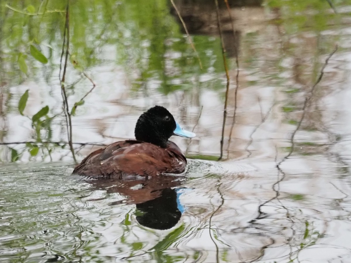 Blue-billed Duck - ML644130112