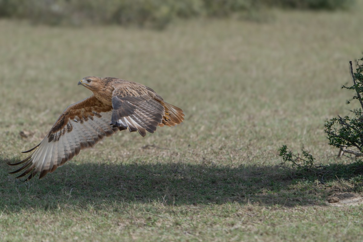 Long-legged Buzzard - ML644130120