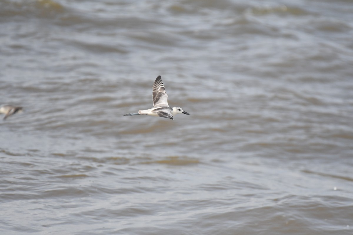 Crab-Plover - ML644130121