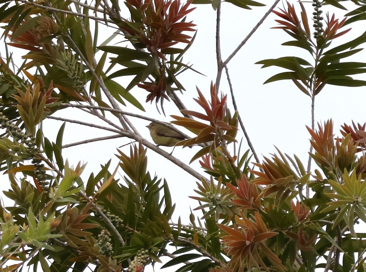 コバシムシクイ - ML644130129