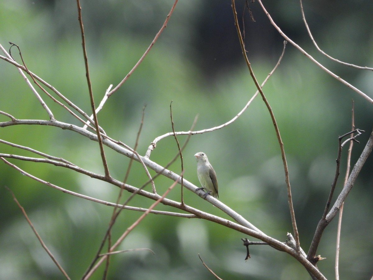 Pale-billed Flowerpecker - ML644130137