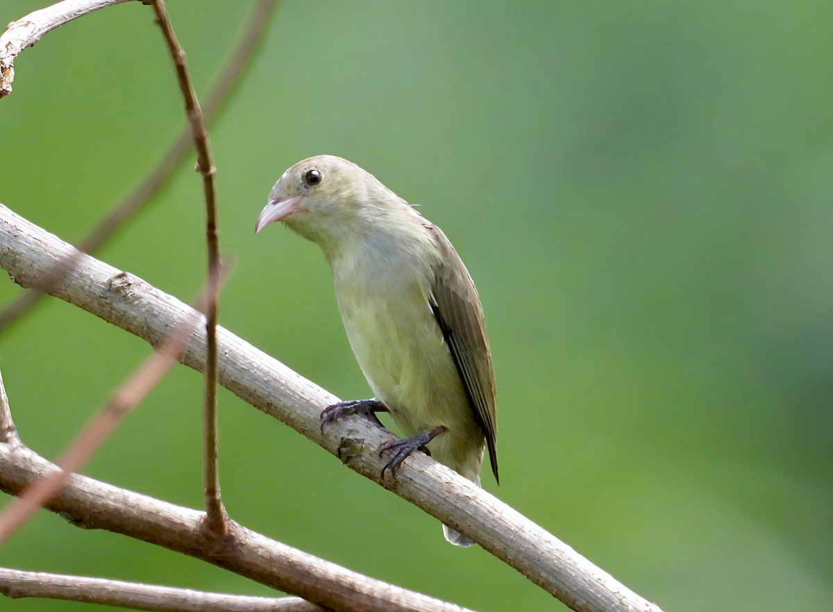 Pale-billed Flowerpecker - ML644130138